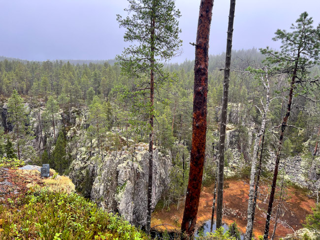 Mäntyjä Hiidenportin rotkon edessä