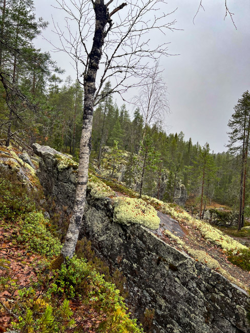 Koivu kasvaa rotkon rinteellä