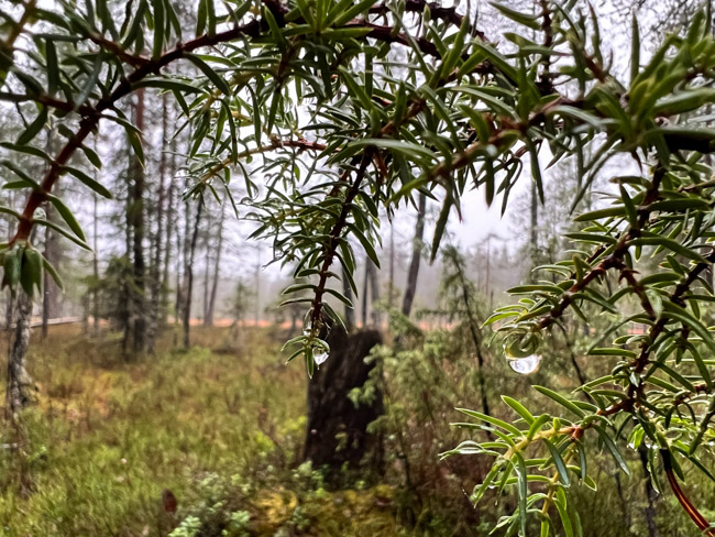 Kastepisaroita katajassa