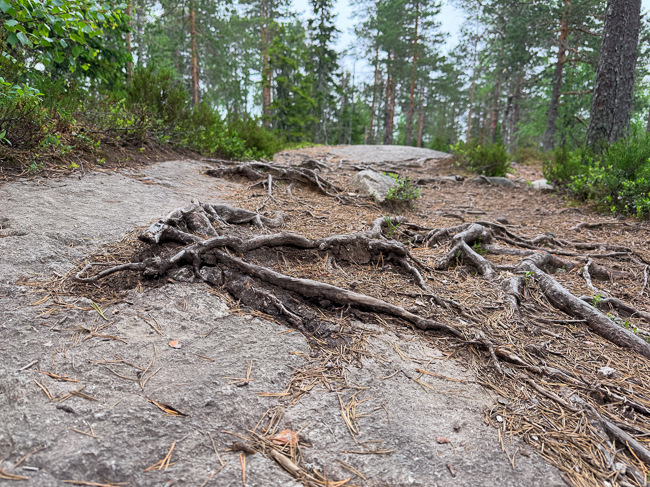 Puiden juuria reitin varrella
