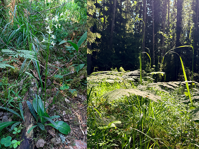 Kasvillisuutta kansallispuistossa, vasemmalla valkolehdokki