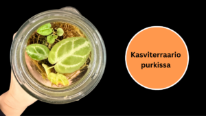 Kasviterraario purkissa