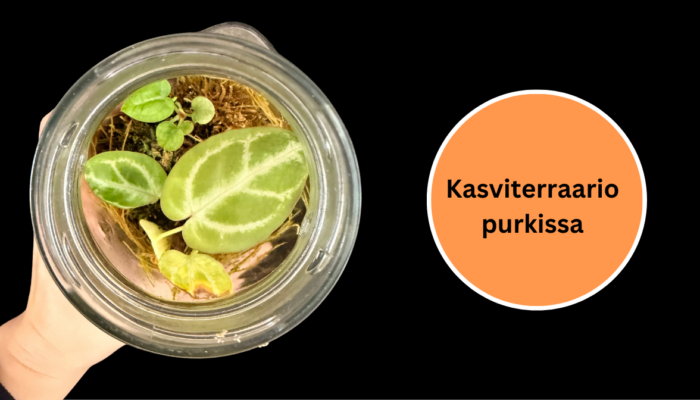 Kasviterraario purkissa