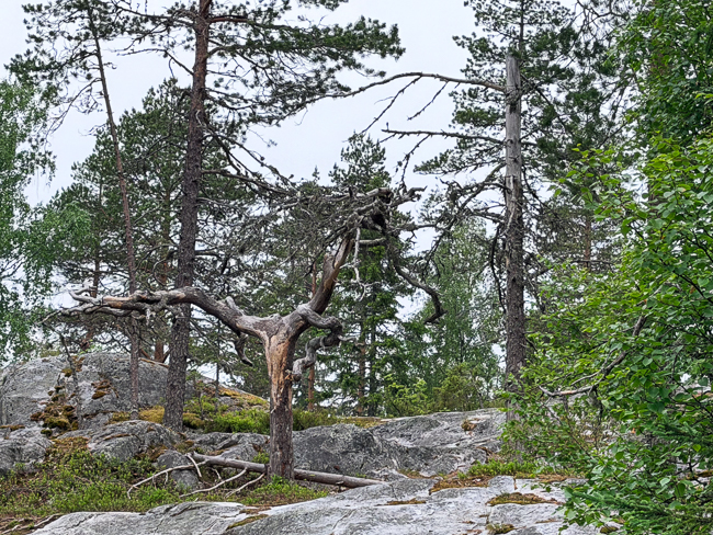 Kelottunut mänty vaellusreitin varrella