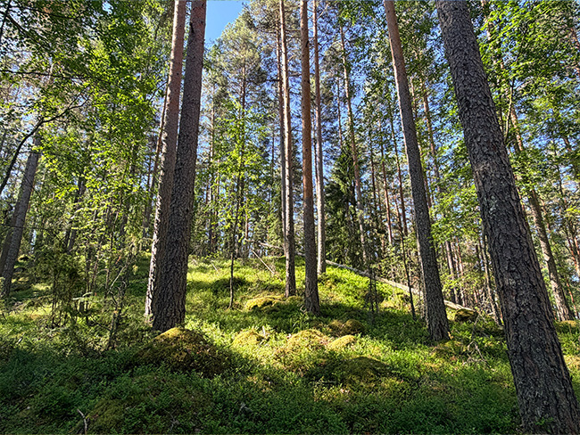 Mäntymetsää Kelvenneellä