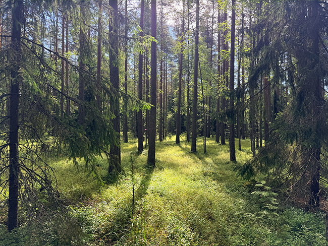 Metsän siimeksessä Kelvenneellä