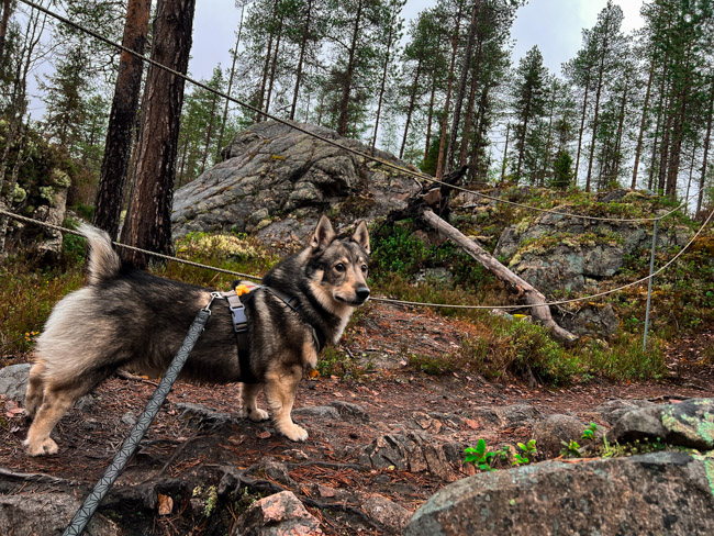 Länsijöötanmaanpystykorva Roki kivikkoisella kansallispuiston polulla