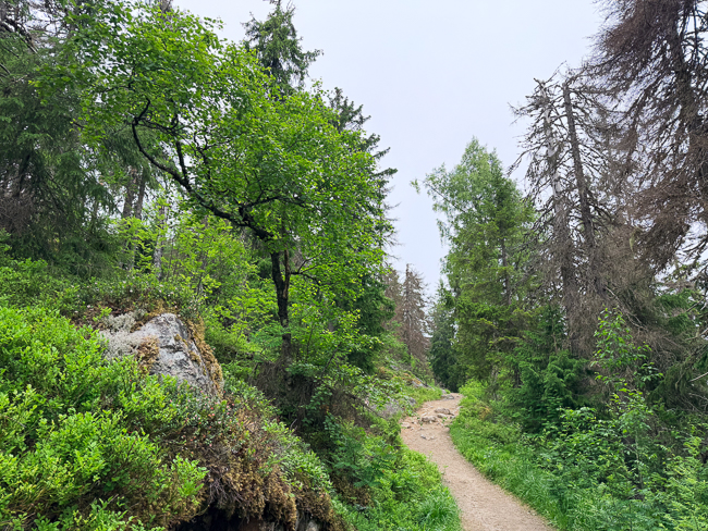 Metsän poikki kulkeva polku