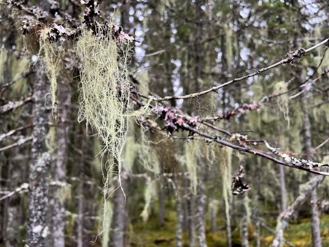 Naavaa puiden oksilla