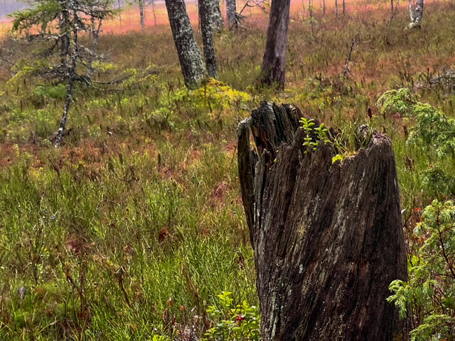 Puolukoita kasvaa lahovassa kannossa