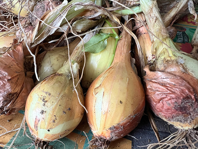 Sipuleita kuivamassa