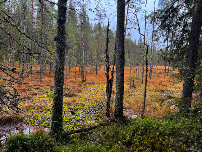 Suota kansallispuistossa