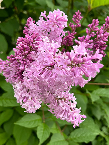 syreeni kukassa