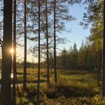 Alppiruusutarha suolle