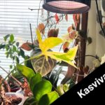 Kasvivalo ikkunan edessä